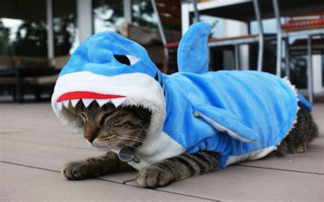 No comments yet Add one to start the conversation. . Cat with shark costume